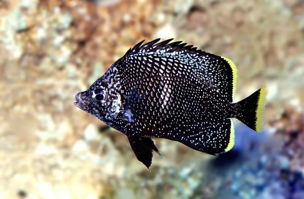 Черная рыба 6 букв. Chaetodon daedalma. Рыба бабочка риф. Черная рыба. Черная рыбка.