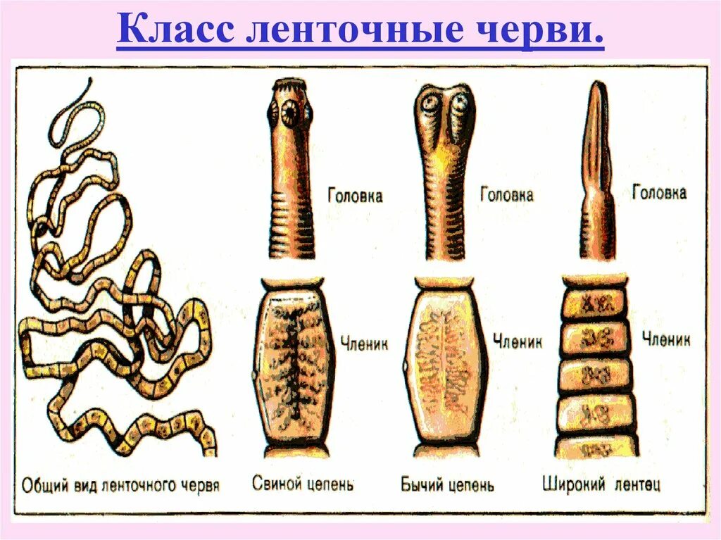 Цепень тип червей. Строение ленточных червей паразитов. Паразиты бычий цепень, свиной цепень. Плоские черви ленточные строение. Строение плоских червей ленточне.