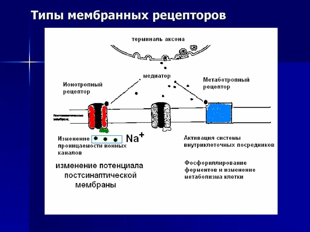 Включи рецептора. Механизм действия мембранных рецепторов. классификация рецепторов мембраны. типы мембранных рецепторов. строение мембранного рецептора.