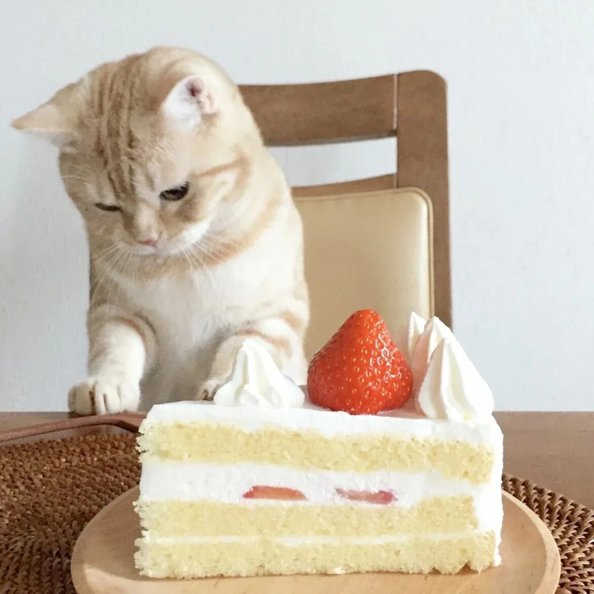 Тортик для котика. Торт с «котиком». Милый котик с тортиком. Кошачьи сладости.