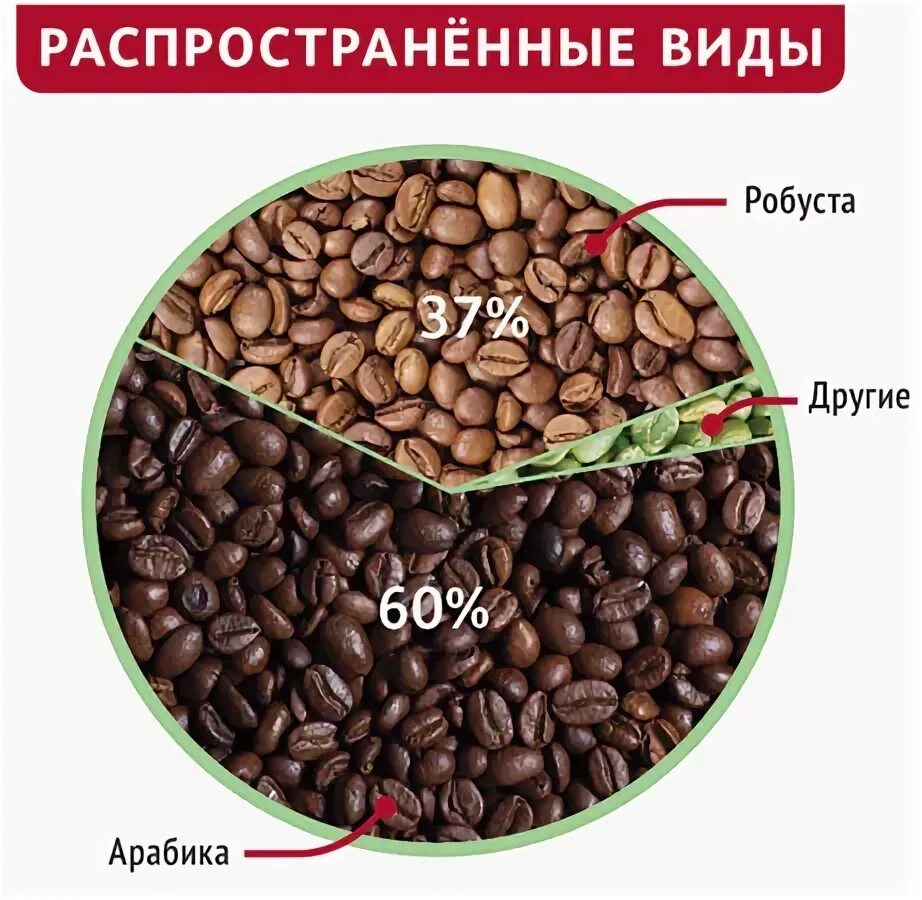 Кофе робуста отличается. Виды кофе Арабика и Робуста. Отличие зерен арабики от робусты. Кофе в зернах Арабика и Робуста. Зёрна кофе Арабика и Робуста разница.