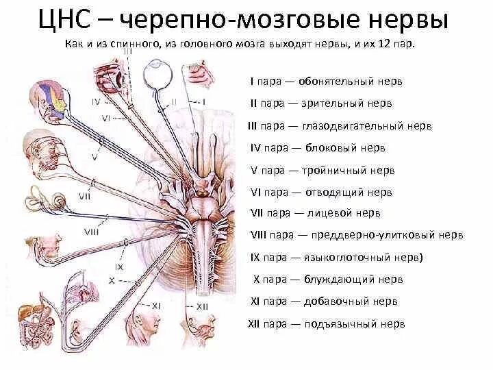 12 пара чмн. 12 пар черепных нервов схема. черепно-мозговые нервы 12 пар. 12 пар черепно мозговых нервов анатомия. схема 12 пар чмн.