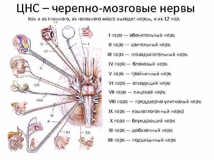 12 Пар черепных нервов схема. Схема расположения и иннервации 12 пар черепных нервов. Схема 12 пар ЧМН. 12 Пар черепно мозговых нервов анатомия.