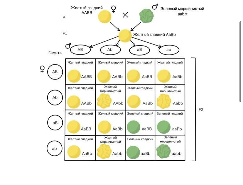 Независимое наследование признаков (III закон Менделя),. Ди – полигибридное скрещивание. Третий закон Менделя. Решетка Пеннета по 3 закону Менделя. Независимое наследование решетка Пеннета. Скрещивание в palworld