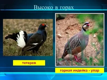Индейка 4 буквы