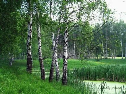 Сквозь березовую рощу
