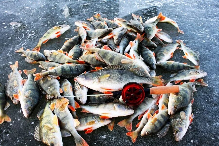 много рыбы урицкого. много рыбы урицкого. много рыбы. много рыбок. мелкая морская рыба.