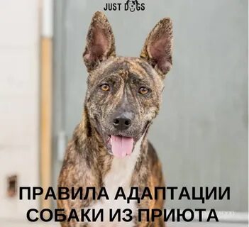 Адаптация собаки