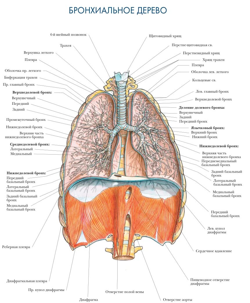 Бронхи на латыни. Дыхательная система бронхи анатомия человека. Органы дыхания анатомия латынь.