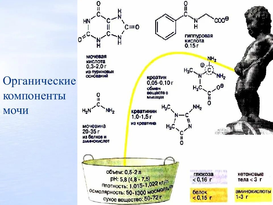 Какая кислота в организме человека