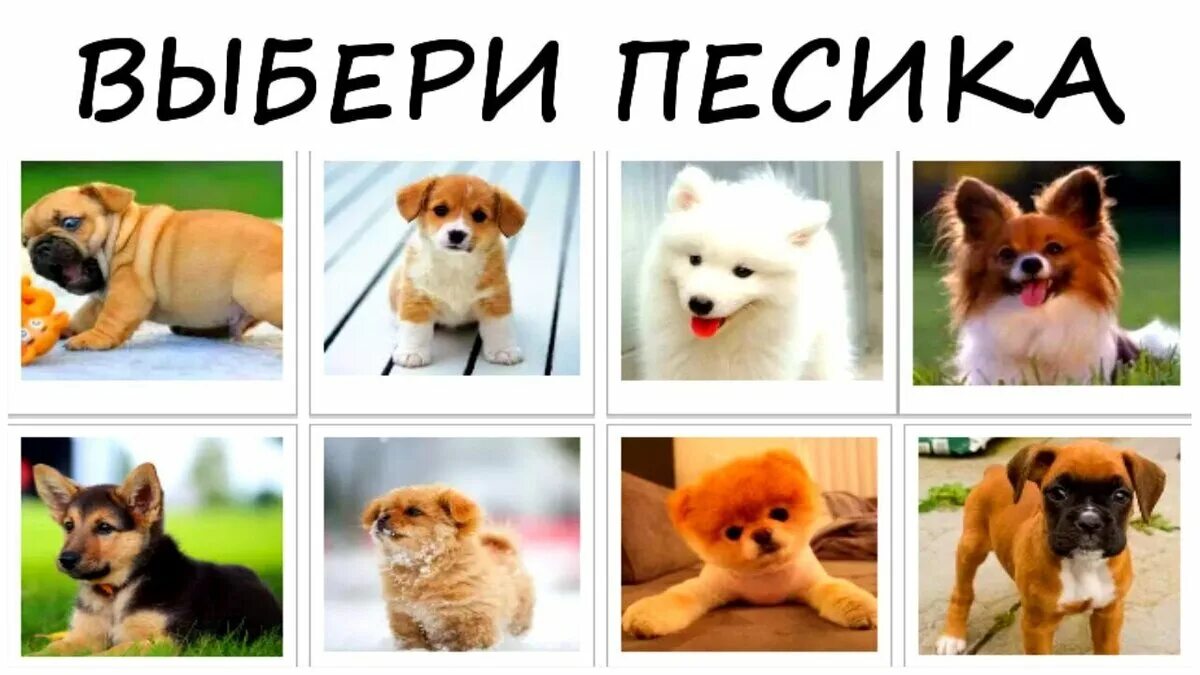 Какая собака подходит львам. Собаки по знаку зодиака. порода собак по гороскопу. какая порода собак по знаку зодиака. какая собака подходит по знаку зодиака.