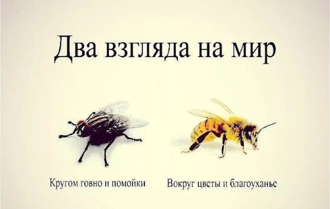 Ни вечно. Два взгляда на мир. Вокруг цветы и благоухание. Два взгляда на мир Муха и пчела. Взгляд мухи и пчелы.