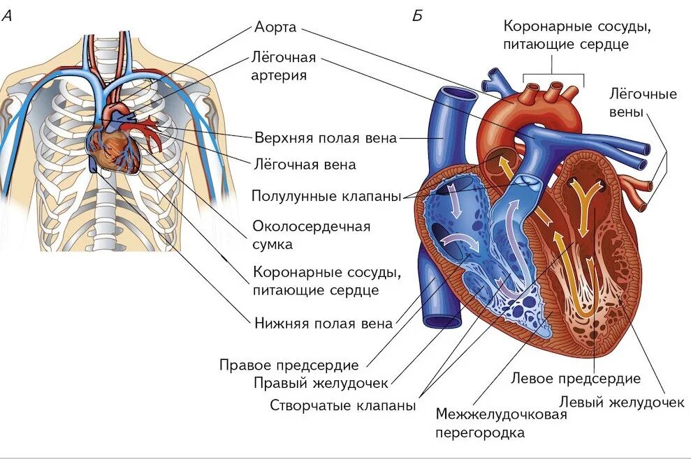 Правое предсердие аорта левый желудочек легкие левое. Строение сердца в теле человека. Сердце анатомия легочная артерия. Расположение сердца в грудной клетке у человека схема. Сердце человека а-расположение сердца в грудной клетке.