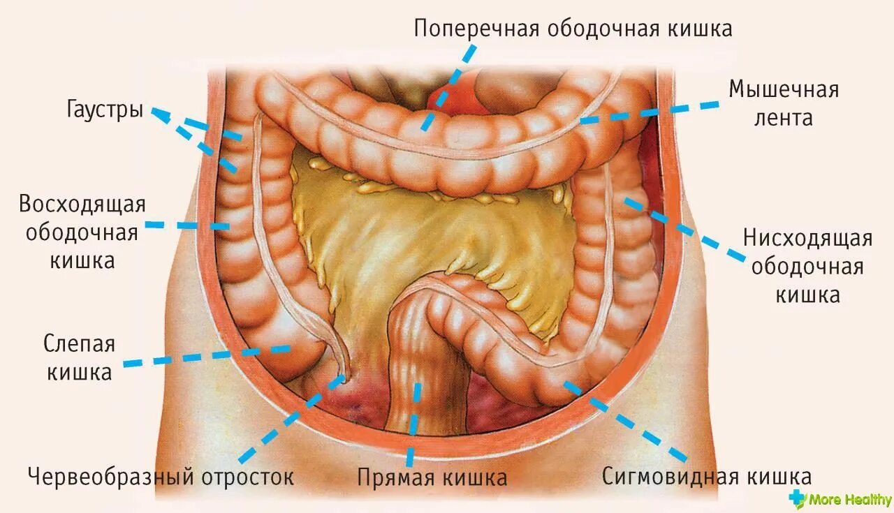 Кишечник не работает как запустить. Поперечно-ободочная поперечно-ободочная кишка. ободочная кишка это толстый кишечник. слепая кишка поперечно-ободочная. слепая и ободочная кишка анатомия.