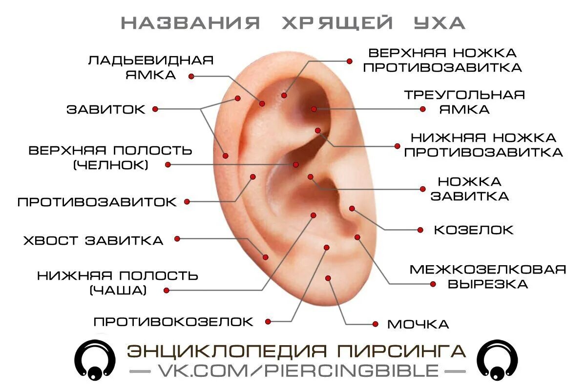 Больно колоть уши. Названия проколв в уша. Пирсинг ушей названия проколов.