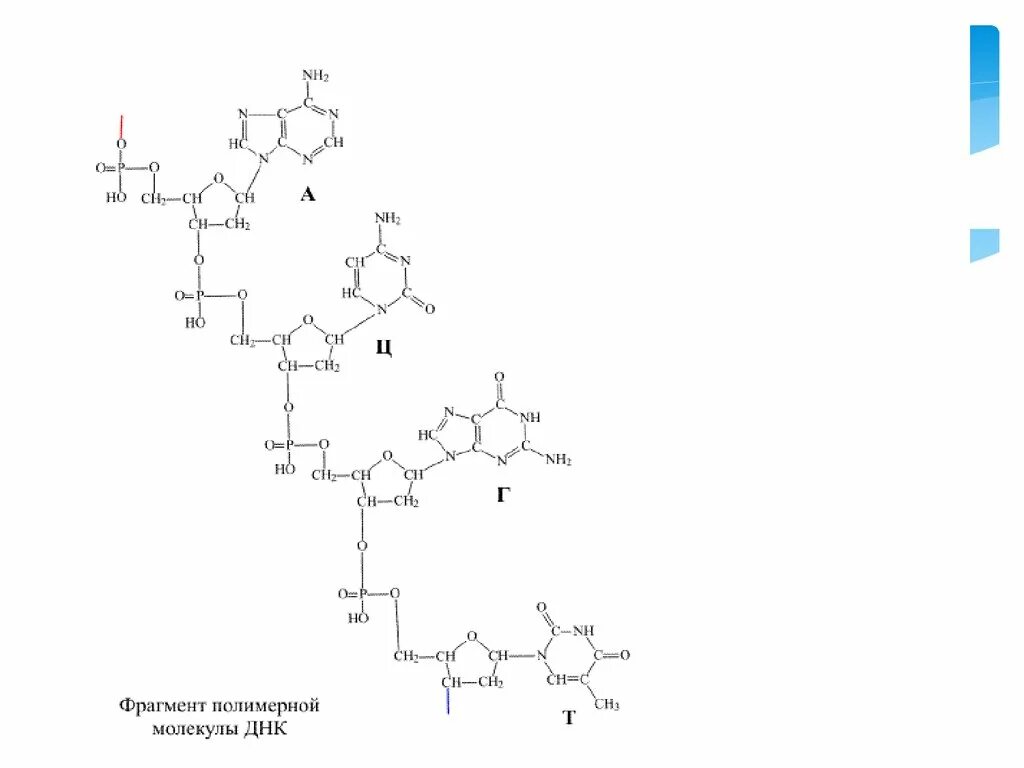 Фрагмент ДНК формула. Схема фрагмента молекулы ДНК. Фрагмент структуры ДНК. Структурная формула фрагмента ДНК.