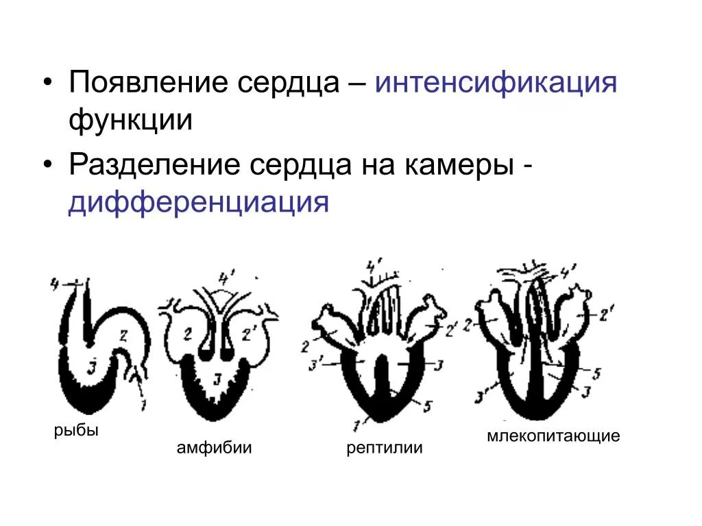 Схема строения сердца хордовых. Строение кровеносной системы хордовых животных. Эволюция кровеносной системы позвоночных животных схема. Эволюция строения сердца хордовых животных. У каких хордовых двухкамерное сердце