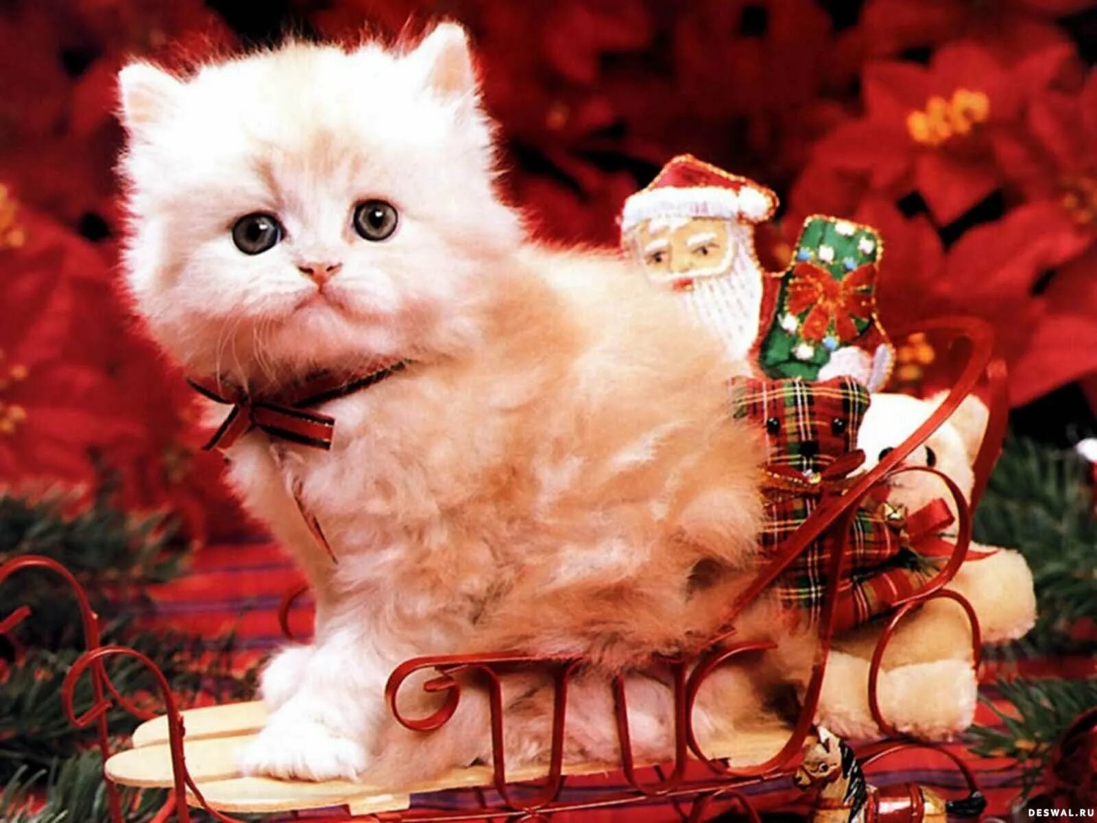 Новогодние котят. Новогодние котята. Новогодние котята. Новогодний кот. Новогодние котята.