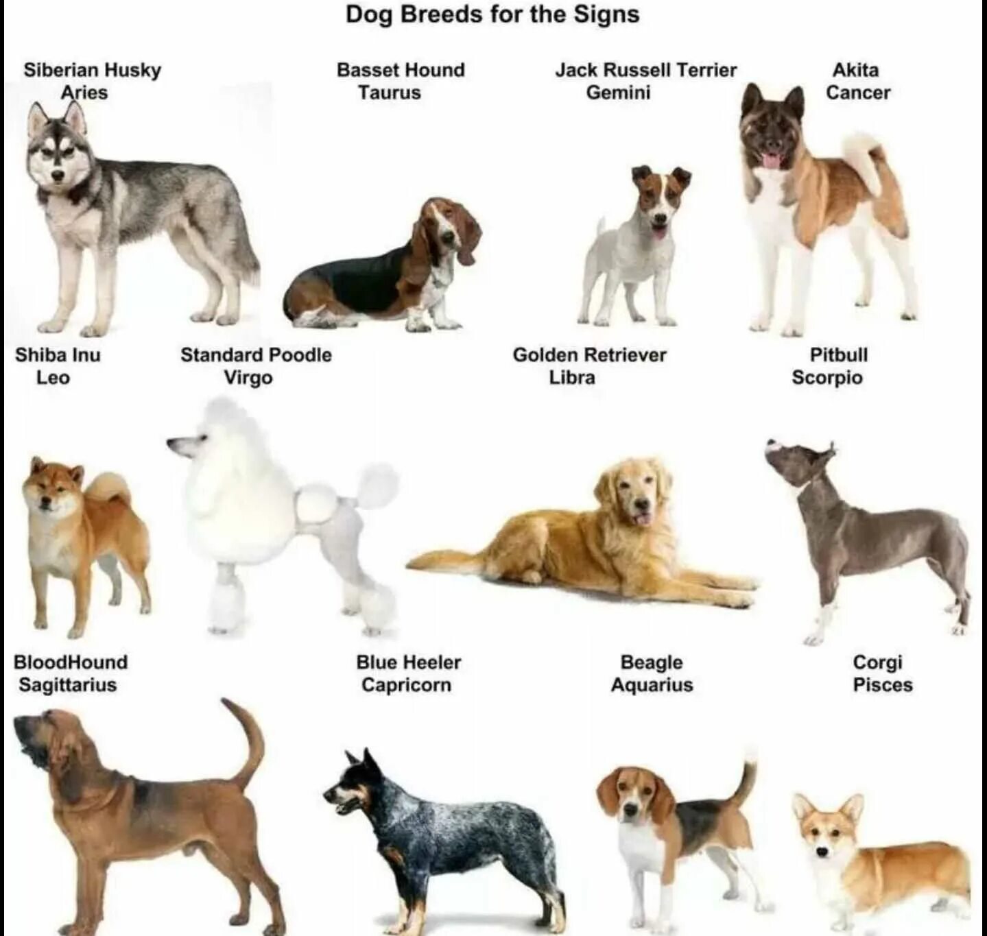 Собаки по знаку зодиака. Сораки по знаку зодиака. Щенки по знаку зодиака. Популярные породы собак.