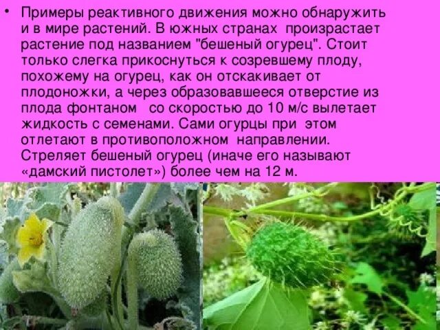 Циклантера короткоколосая: описание, применение, размещение на даче