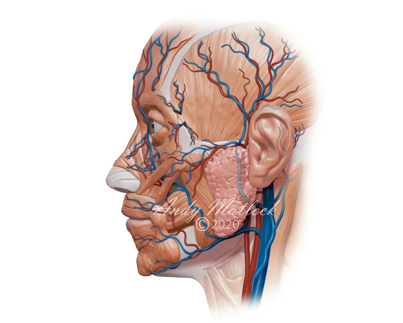 Поверхностная височная Вена анатомия. Височная артерия анатомия. Анатомия лица кровеносная система.