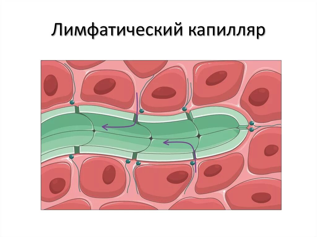 Строение стенок лимфокапилляров. Лимфа и межклеточная жидкость. Лимфокапилляры тканевая жидкость лимфа. Строение стенки лимфатического капилляра. Стенка лимфатического сосуда