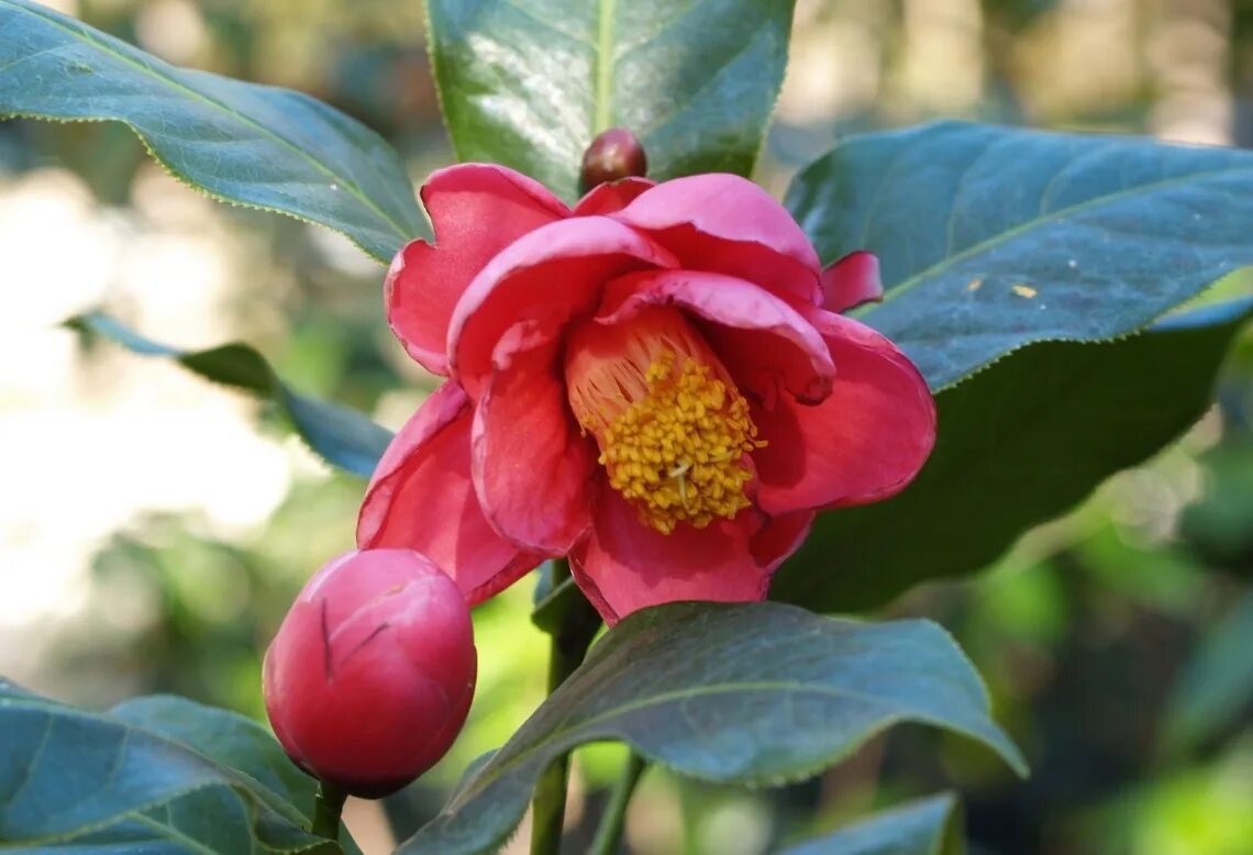 Камелия с черной гривой. Camellia amplexicaulis. Camellia sinensis плод. Камелия китайская. Плантации камелии китайской (Camellia sinensis).