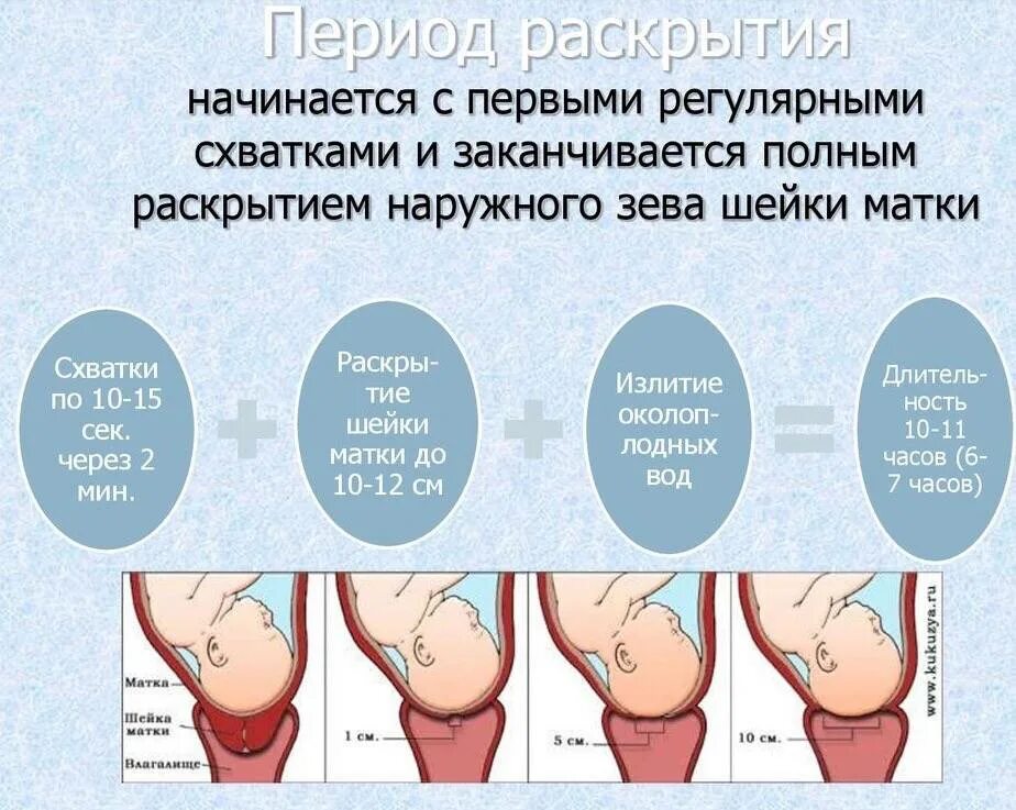Сколько сокращается матка после родов у первородящих. Раскрытие шейки матки. раскрытие шейки при родах. период раскрытия шейки матки. первый период родов раскрытие.