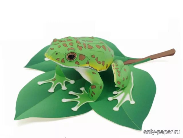 Tree frog клей. Квакша forest green tree frog из бумаги. лягушка пеперкрафт. объемная лягушка. объемная лягушка из бумаги.