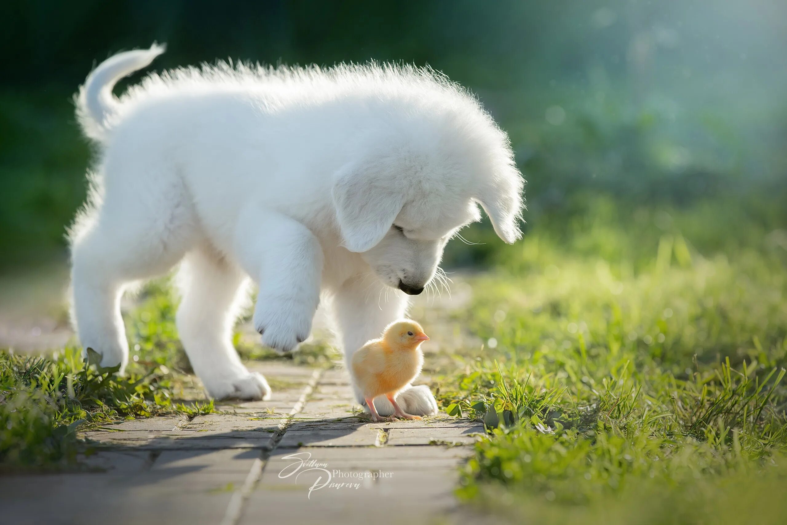 Animals brothers. Животные братья наши меньшие. Цыпленок и щенок. Милота щенки. Цыплята и собака.