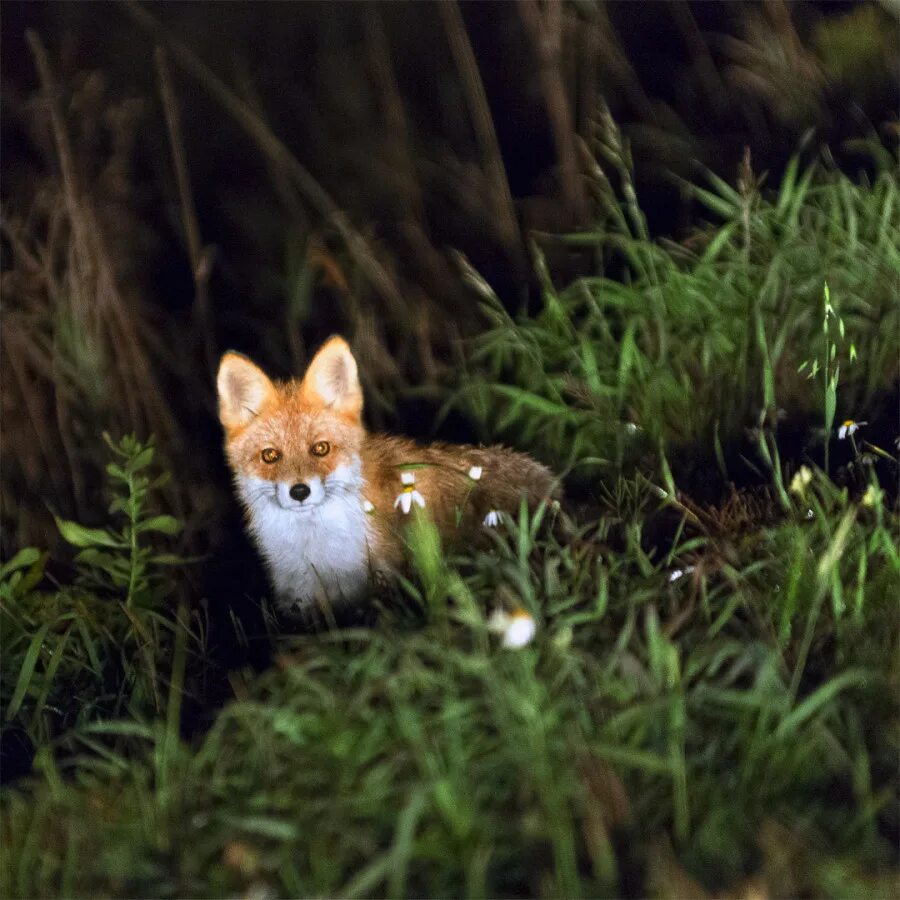 Дикая лиса ночью в лесу. Лисичка в лесу ночью. Лиса фото. Ночные животные в лесу. Лисенок в темноте.