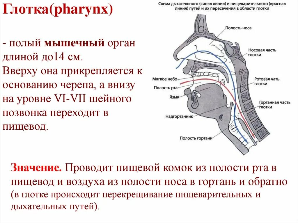 Какие органы входят в пищевод. Глотка и пищевод анатомия. Глотка и пищевод функции. Функции глотки и пищевода.