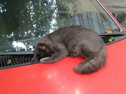 Про кота машину