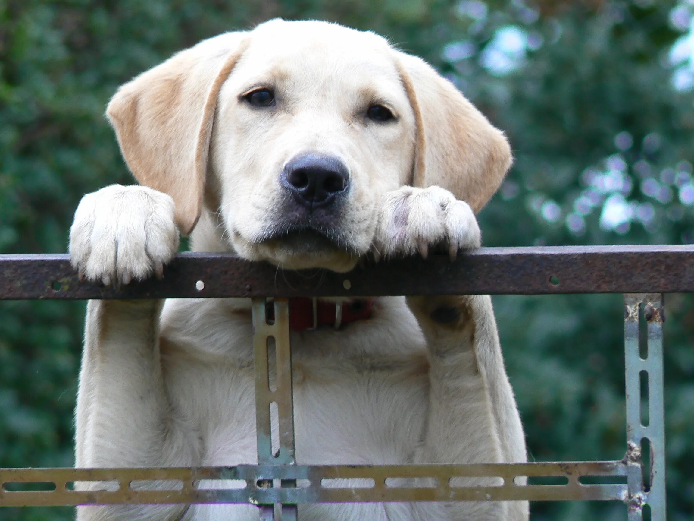 Good dog new. Золотистый ретривер гладкошерстный. Бладхаунд щенок. Корм для собак. Good dog new.