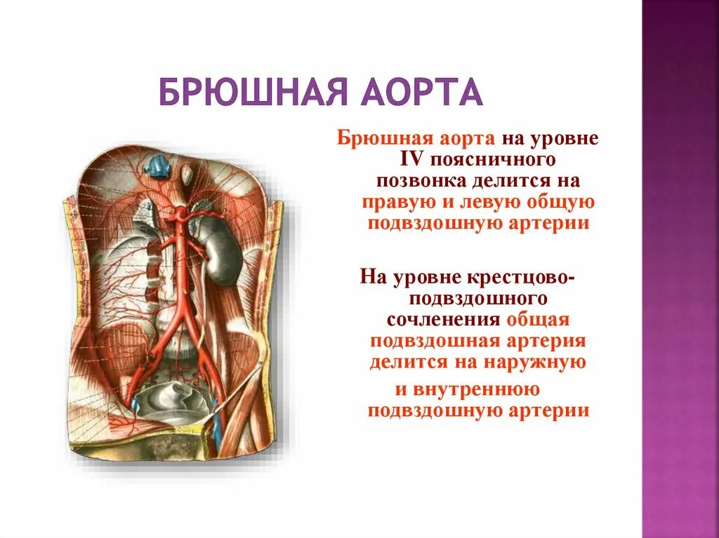 Аорта в брюшной полости расположение Аневризма брюшной аорты Выполнила: студентка 6 курса педиатрического