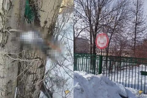 Нашли птичку