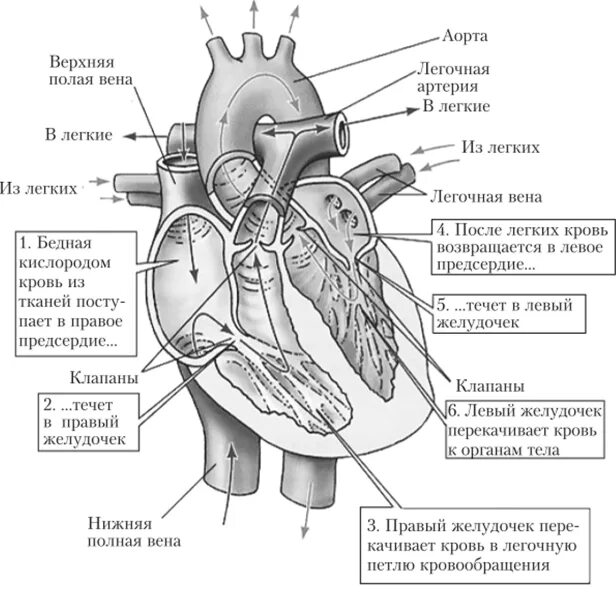 Обозначьте рисунок строение сердца. Кровообращение человека строение сердца. Строение сердца схема кровообращения. Сердце человека анатомия схема и круги кровообращения. Схема циркуляции крови в сердце.