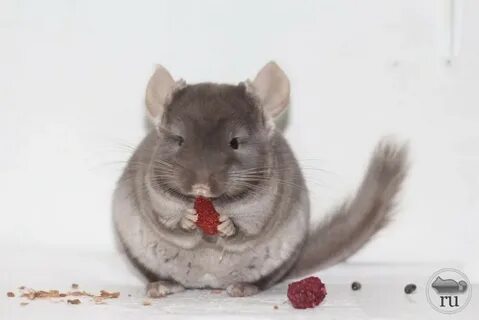 Помет шиншиллы