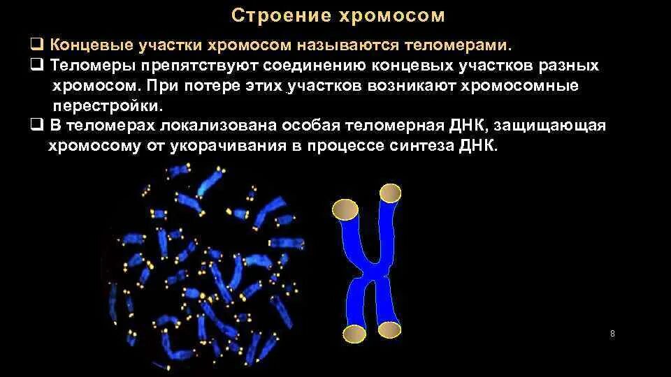 Строение хромосомы теломареа. Концевые участки хромосом называются. Концевые участки хромосом называются теломеры. Строение хромосомы теломеры. Участки хромосом называют