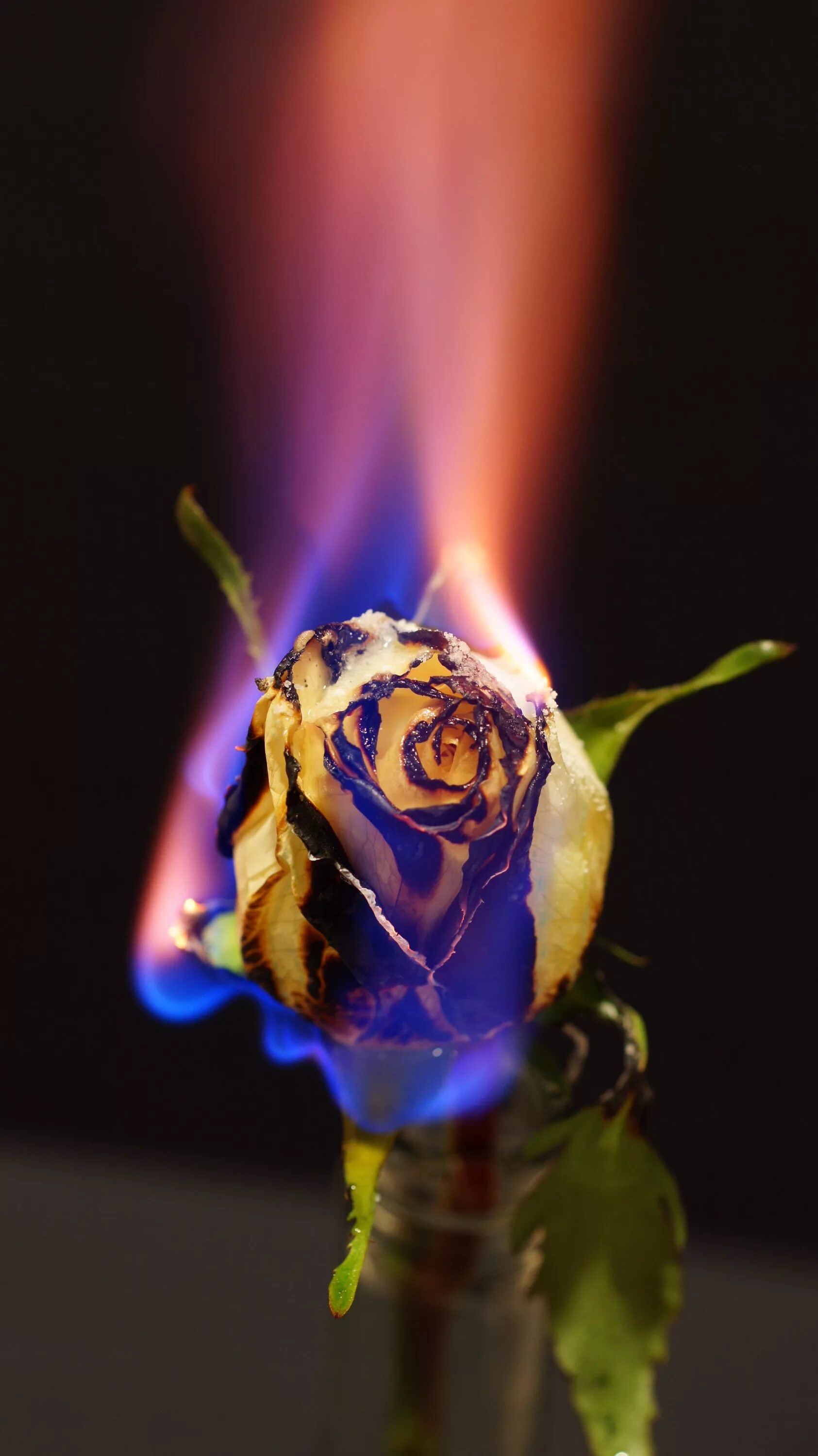 Цветок в огне. Роза в огне. Черная роза. Цветок в огне. Burnt rose.