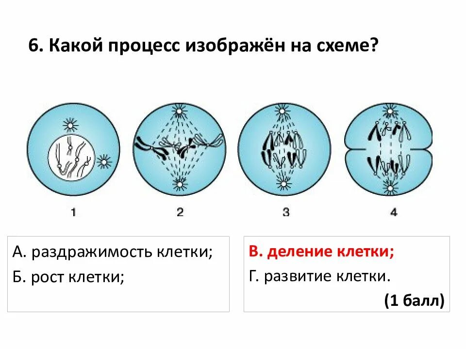 Деление клетки задачи. Деление клетки митоз схема. Фазы деления клетки митоз. Изображение фаз митоза. Фазы деления клетки митоз рисунок.