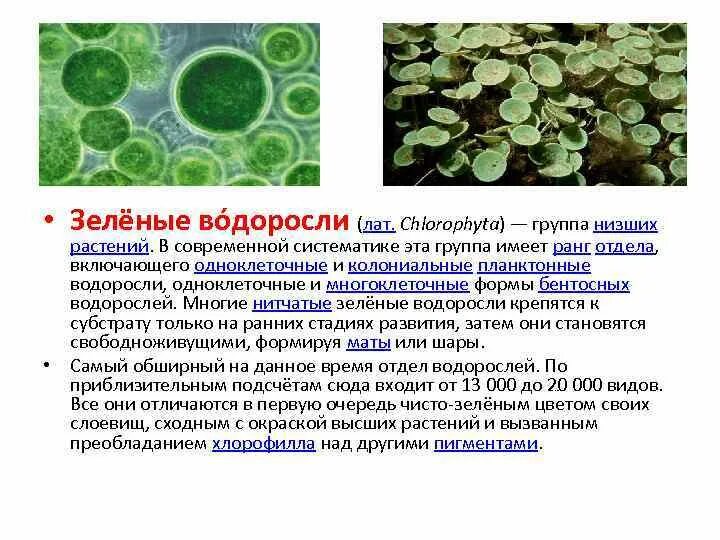 Низшие зеленые водоросли. Группа зеленых водорослей. Зеленые водоросли дали начало высшим растениям. Колониальные сине-зеленые водоросли. Планктон зеленые водоросли.