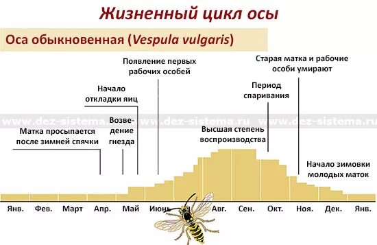 Сколько живет ос. Жизненный цикл шершней. Жизненный цикл пчелы. Жизненный цикл осы. Стадии развития осы.