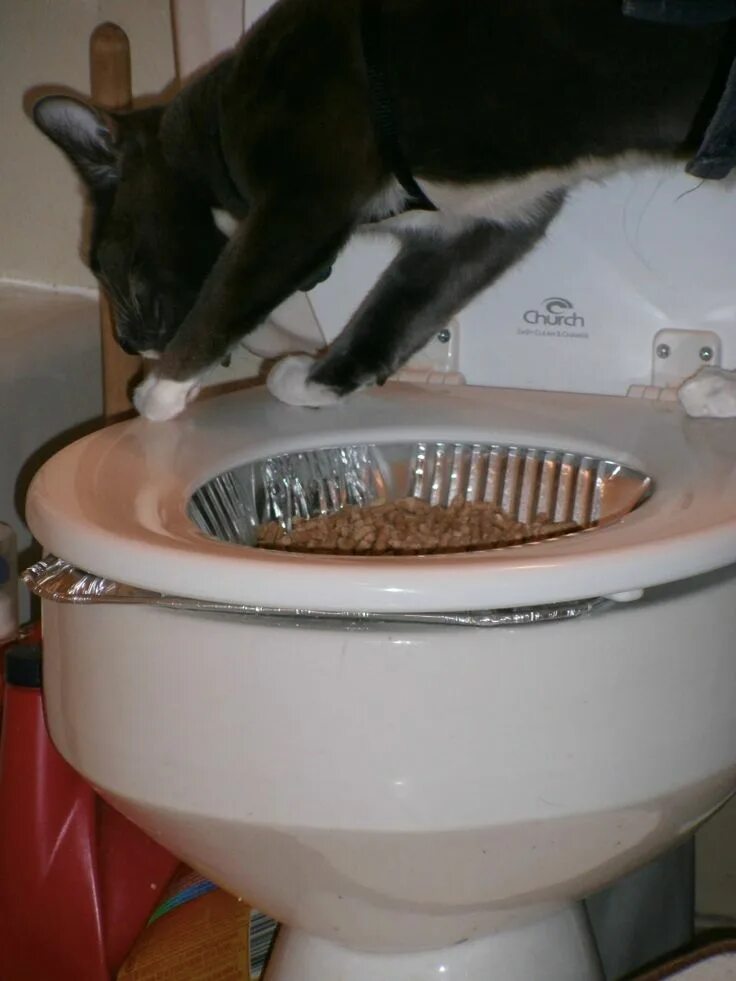 Как приучить кота какать. Приучение кота к унитазу. унитаз для кошек. кошачий туалет на унитаз. приспособление для унитаза для кошек.