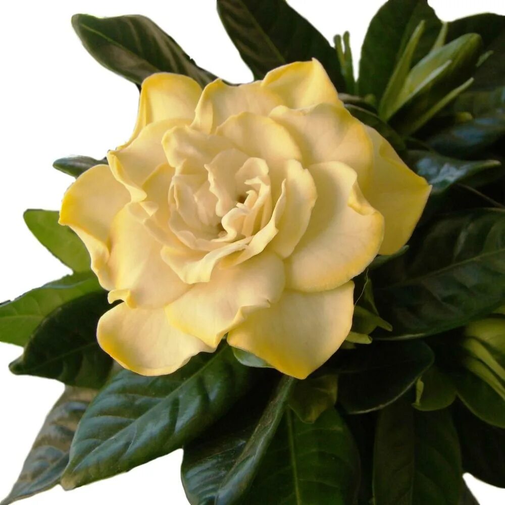 Gardenia. Гортензия жасминоидная. Цветок гардения жасминовидная. Гардения жасмин. Gardenia jasminoides radicans.