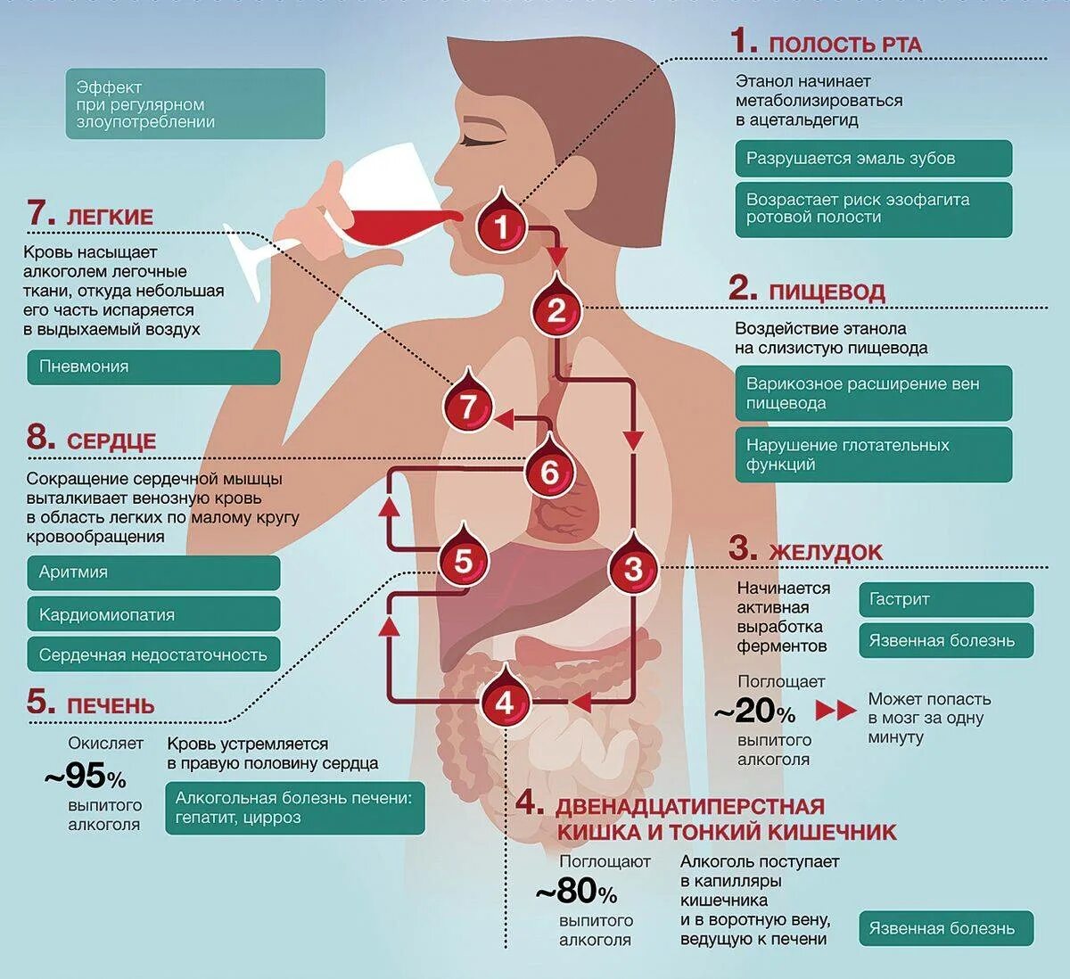 Инфографика по алкоголю. Инфографика влияние на организм.