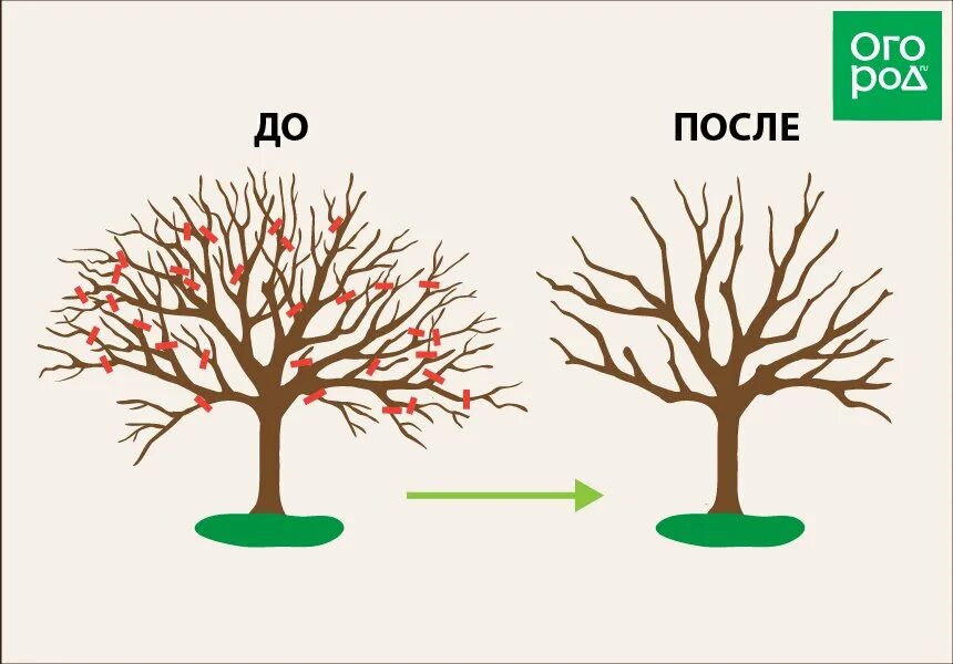 Омолаживающая обрезка деревьев. Омолаживающая обрезка яблони схема. схема обрезки старых яблонь на омоложение. омоложение старой яблони осенью схема обрезки. омоложение яблони осенью схема.