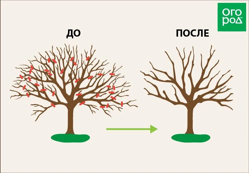 Омолаживающая обрезка яблони весной схема. Омоложение старой яблони осенью схема обрезки. Схема обрезки старых яблонь на омоложение. Обрезка старой яблони весной схема. Как обрезать старые деревья