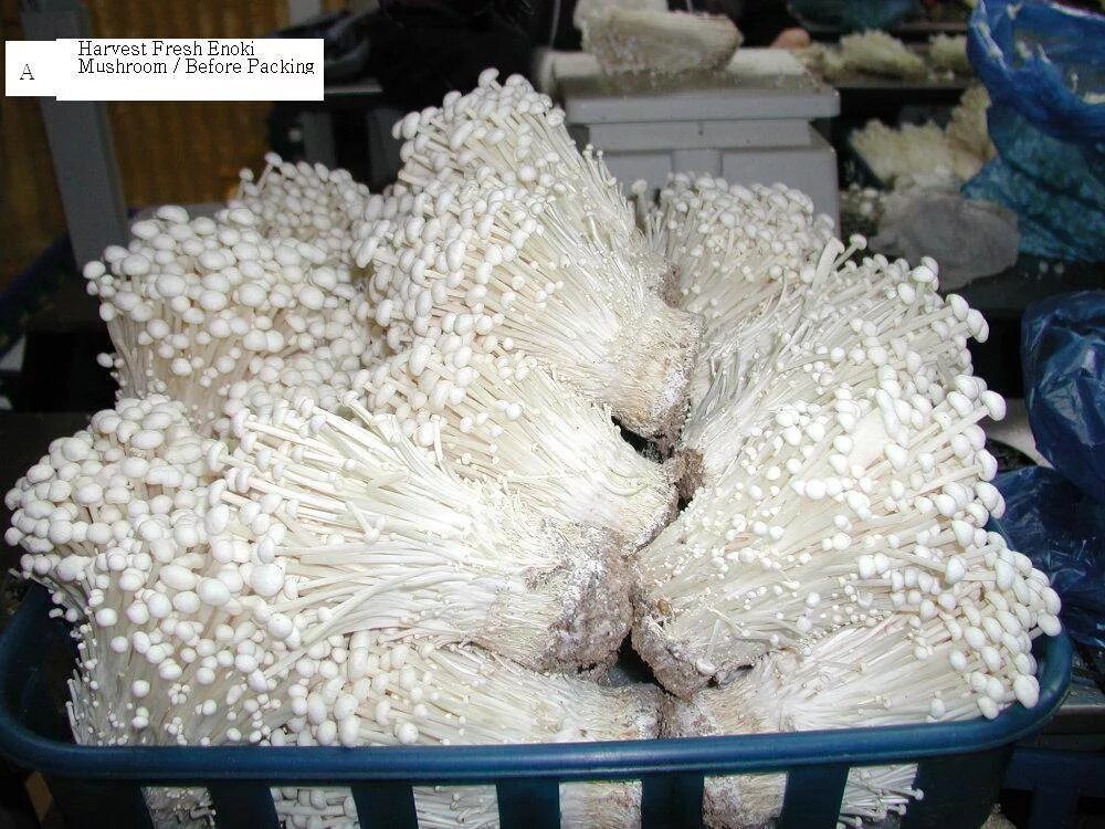 Эноки мицелий. Эринги Эноки. Эноки грибоводство. Китайские грибы Эноки. Как выращивают грибы эноки