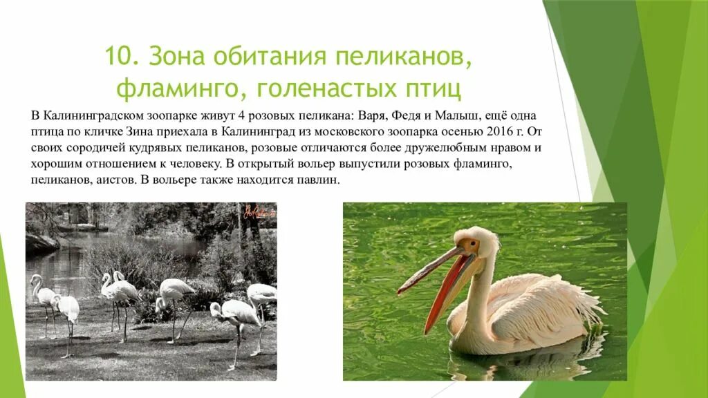 Пеликан южная америка. Кудрявый пеликан пеликанообразные. Далматинский пеликан. Пеликан место обитания. Пеликан место обитания.